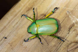 Image of Chrysina woodi (Horn 1884)