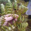 Image of Culcita coniifolia (Hook.) Maxon