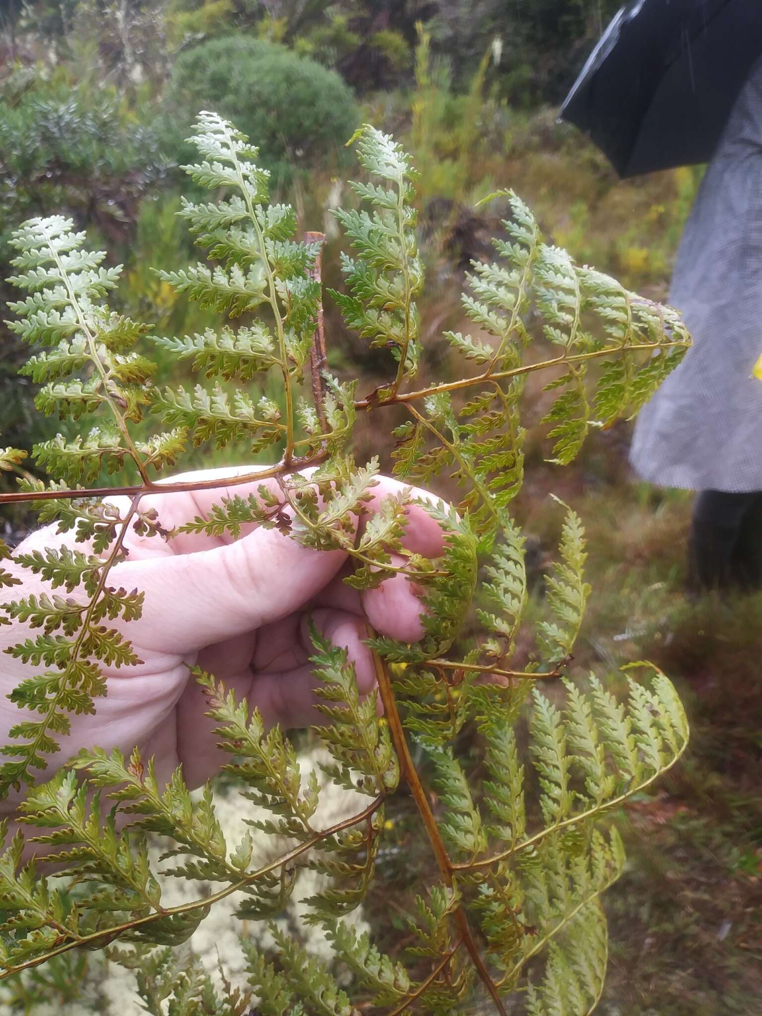 Image of Culcita coniifolia (Hook.) Maxon