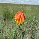 Image de Kniphofia fluviatilis Codd