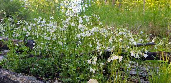 Imagem de Cardamine prorepens Fisch.