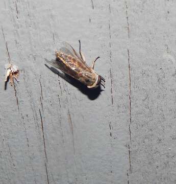 Image of Striped Horse Fly