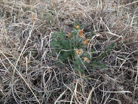 Image of Pulsatilla albana subsp. andina (Rupr.) Zämelis