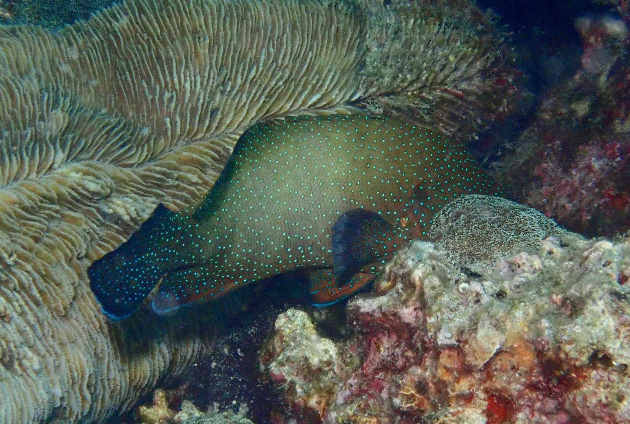 Image of Starry grouper