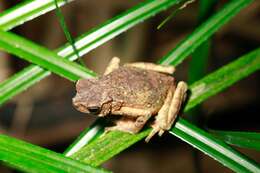 Image of Boulenger's Asian tree toad