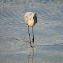 Image of Egretta rufescens rufescens (Gmelin & JF 1789)