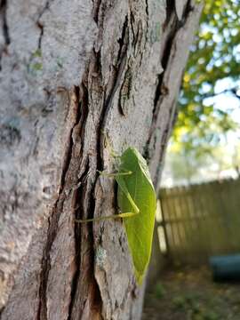 Image of Greater Angle-wing Katydid