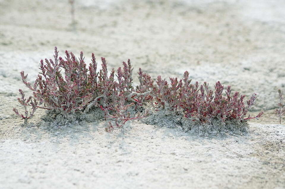 Image de Suaeda calceoliformis (Hooker) Moquin-Tandon