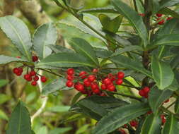 Image of Christmas berry