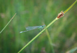 Image of Plains Forktail