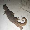 Image of Asian slender gecko