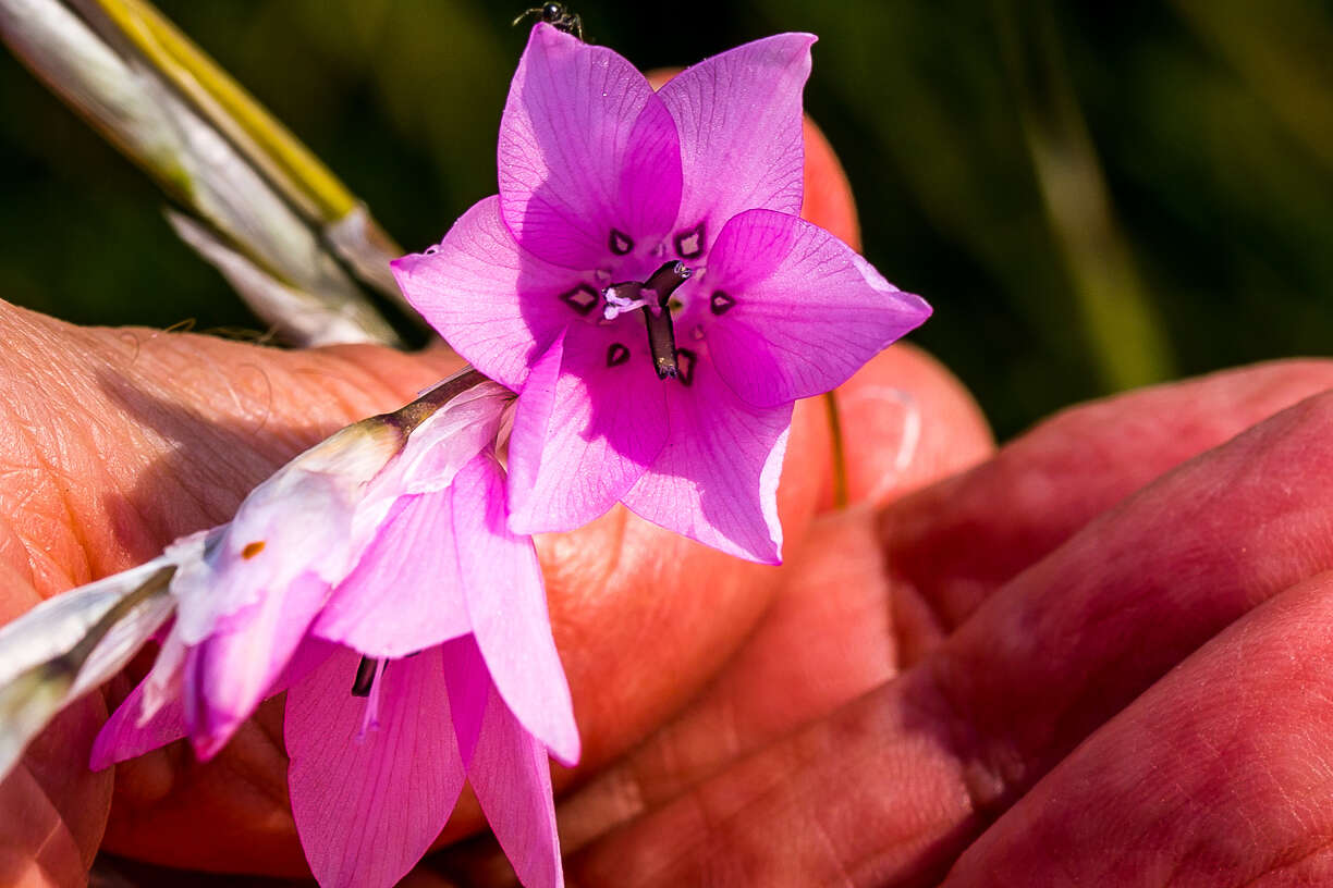 Imagem de Dierama igneum Klatt