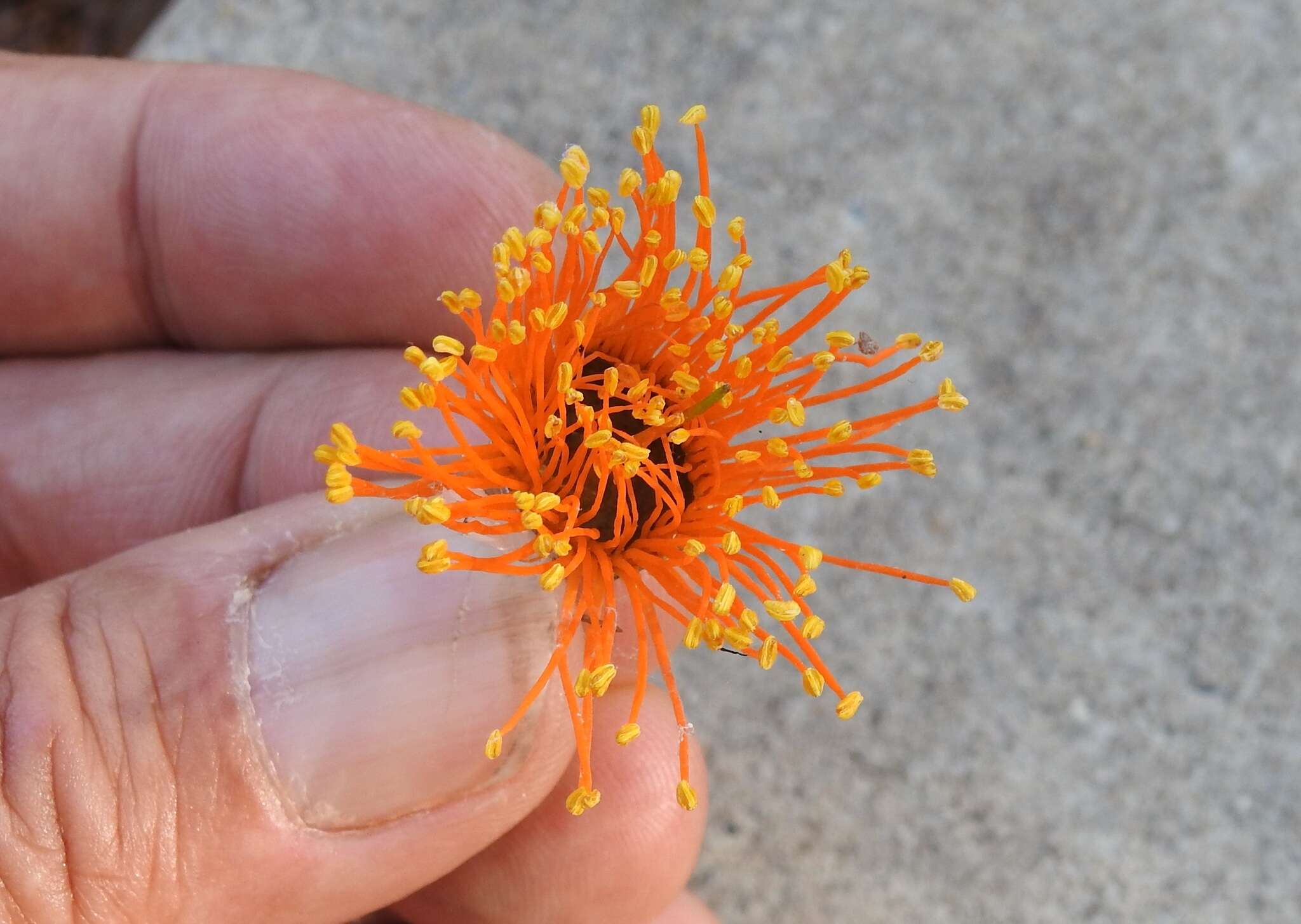 Image of Eucalyptus miniata A. Cunn. ex Schau.