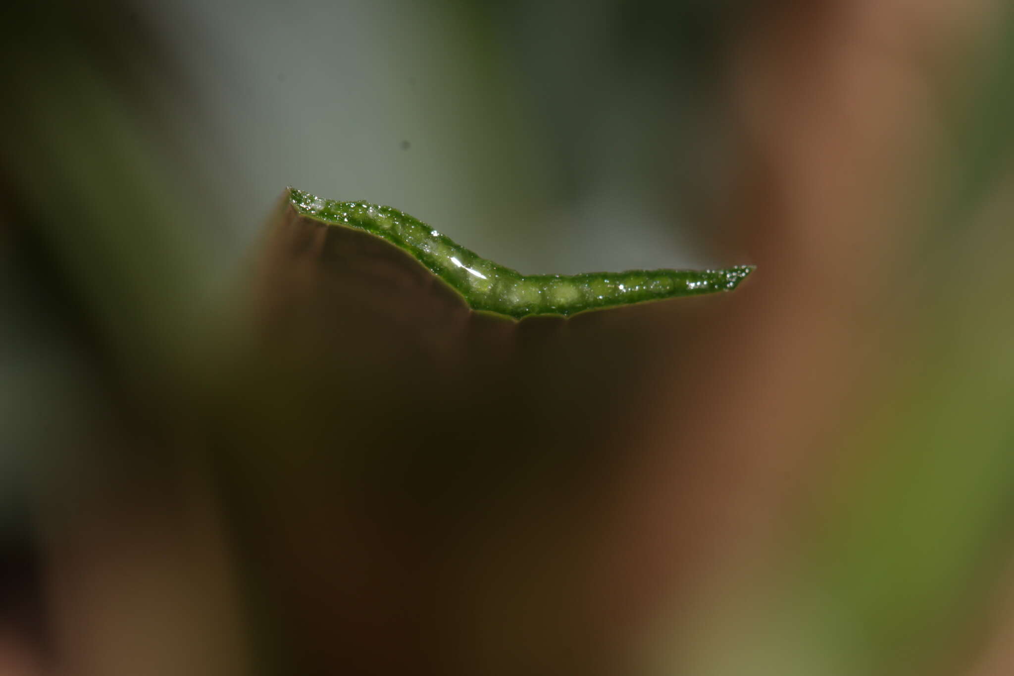 Image of Narcissus tazetta subsp. tazetta