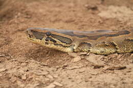 Image of African rock python