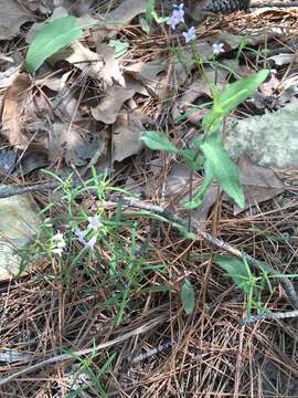 Image of Ouachita bluet