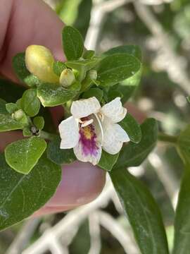 Imagem de Bravaisia berlandieriana (Nees) T. F. Daniel