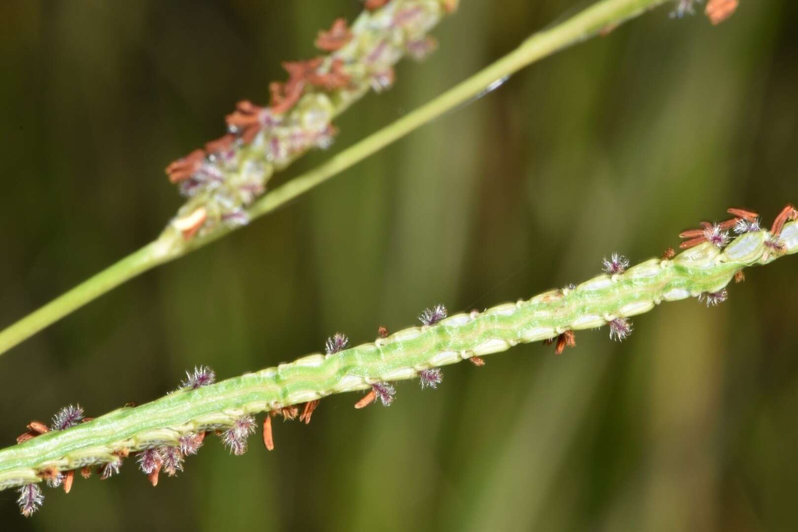 Image of Paspalum wrightii Hitchc. & Chase