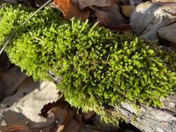 Image of leucodon moss