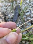 Image of oldfield grass