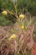 Слика од Gomphocarpus fruticosus subsp. fruticosus