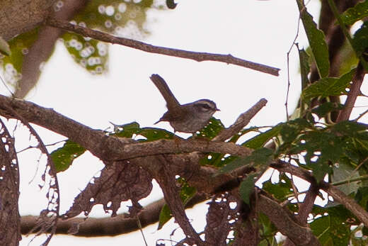 Basileuterus culicivorus hypoleucus Bonaparte 1850 resmi