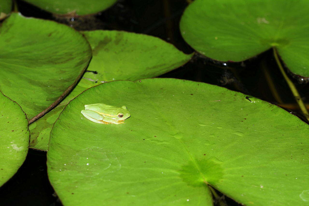 Image of Yellow-striped Reed Frog