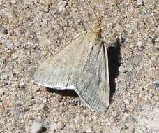 Image of One-banded Pyrausta