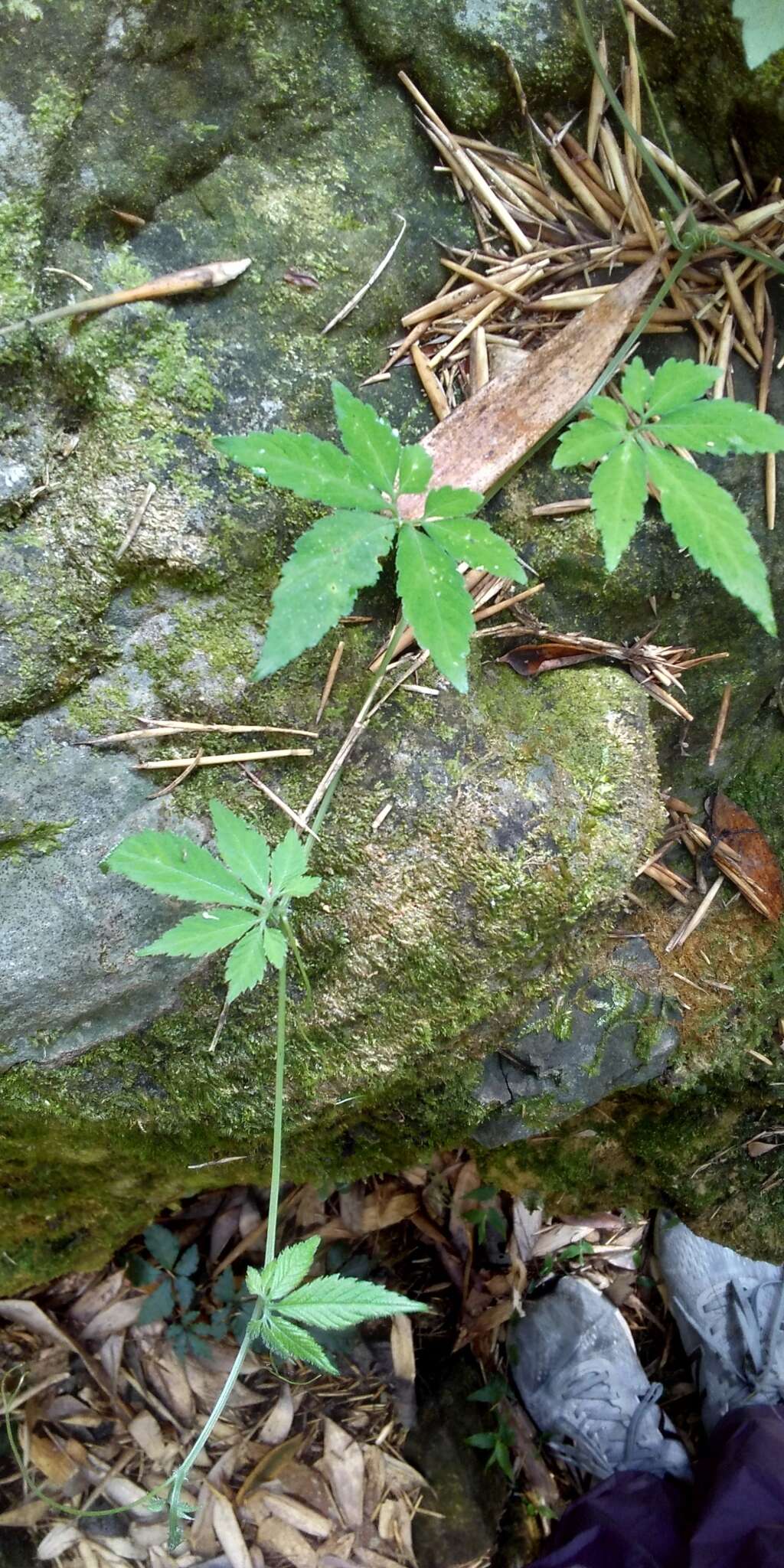 Plancia ëd Gynostemma pentaphyllum (Thunb.) Makino