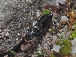 Image of Platystethus (Craetopycrus) capito Heer 1839