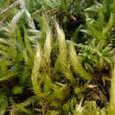 Image of streaky feather-moss