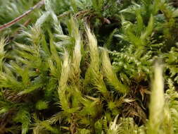 Image of streaky feather-moss