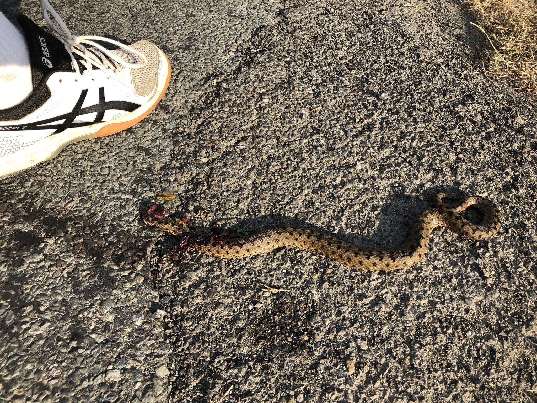 Image of Vipera aspis zinnikeri Kramer 1958