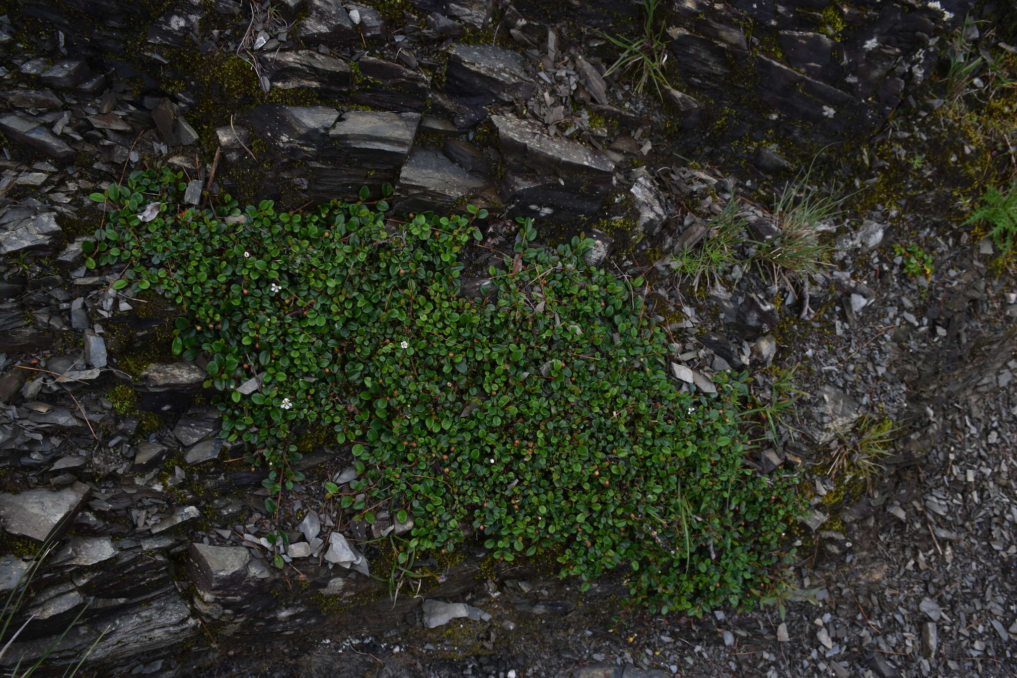 Imagem de Cotoneaster dammeri C. K. Schneid.