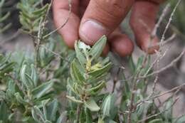 Sivun Lepechinia mexicana (S. Schauer) Epling kuva