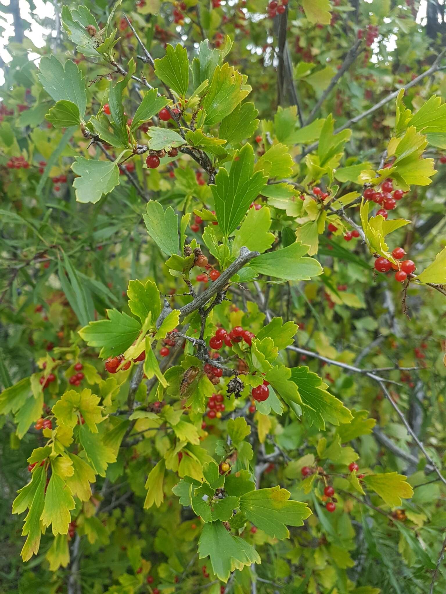 Plancia ëd Ribes diacanthum Pall.