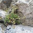 Image of Saxifraga presolanensis Engler