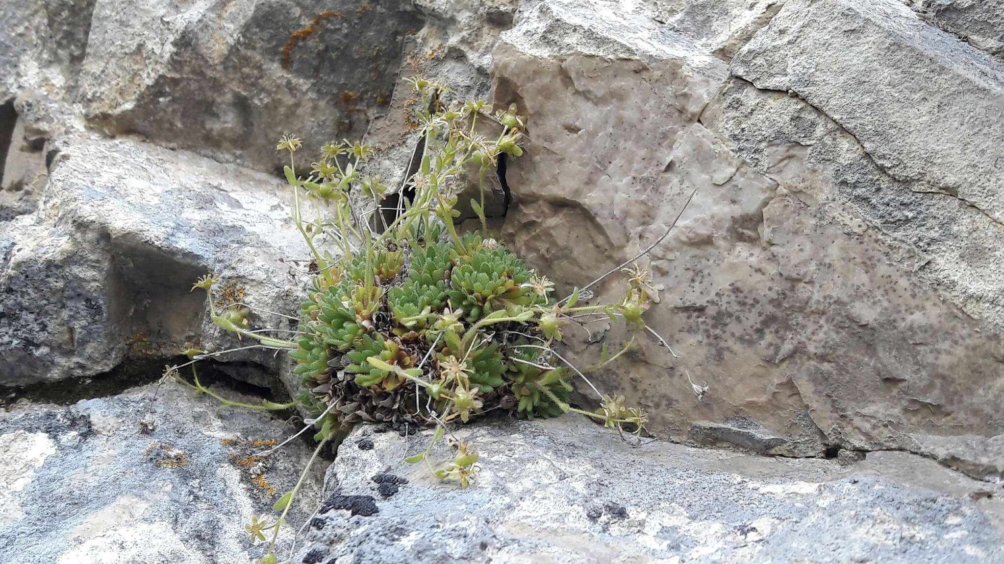 Image of Saxifraga presolanensis Engler