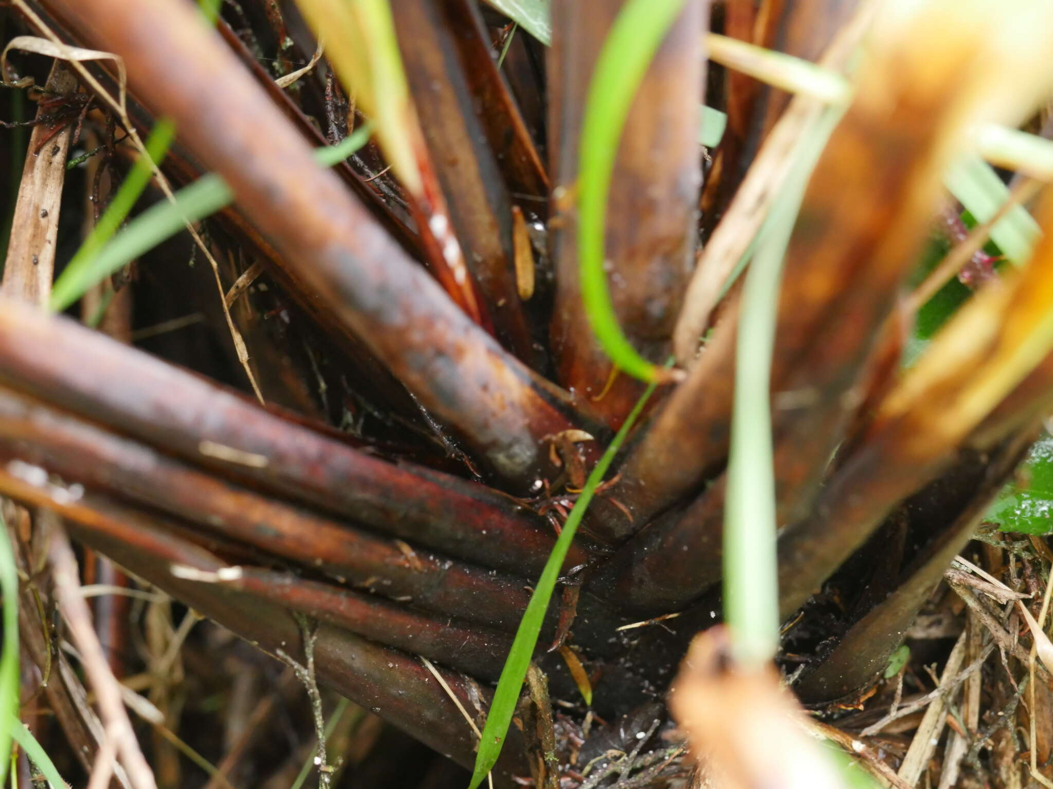 Imagem de Gahnia setifolia (A. Rich.) Hook. fil.