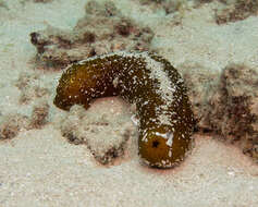 Image of Paradox Sea Cucumber