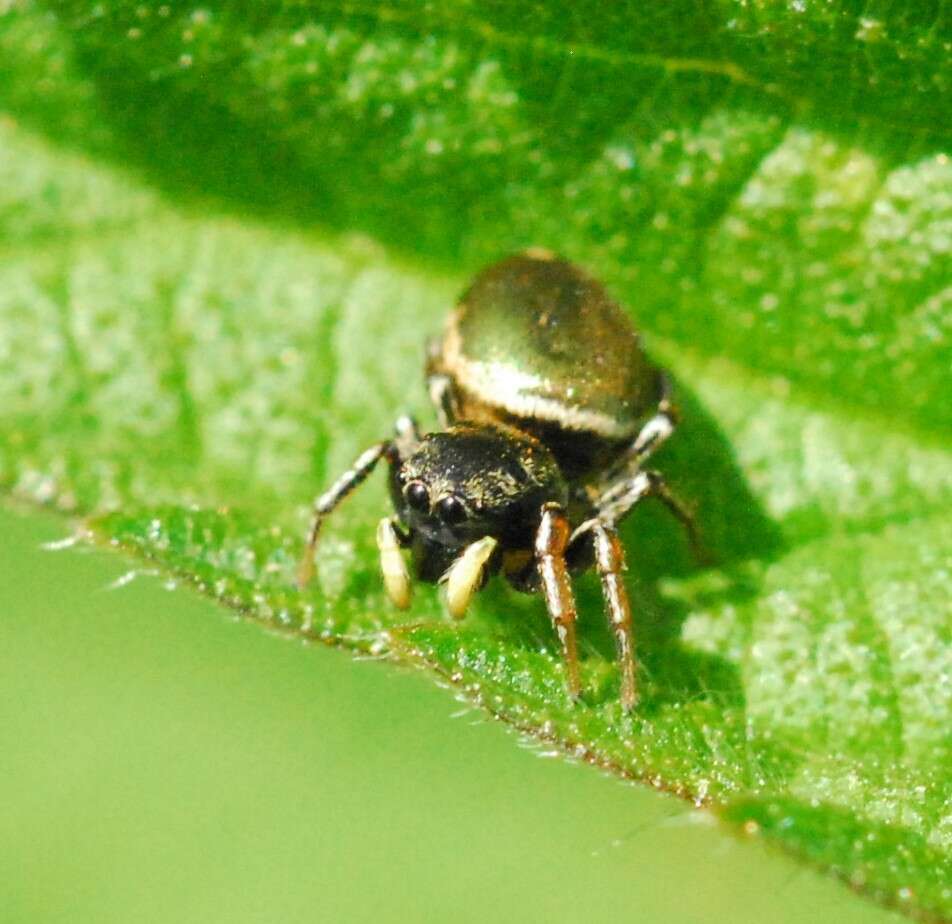 Image of Heliophanus aeneus (Hahn 1832)