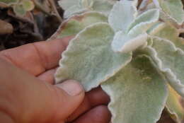 Image of Helichrysum homilochrysum S. Moore