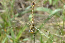 Image of Clubbed Talontail