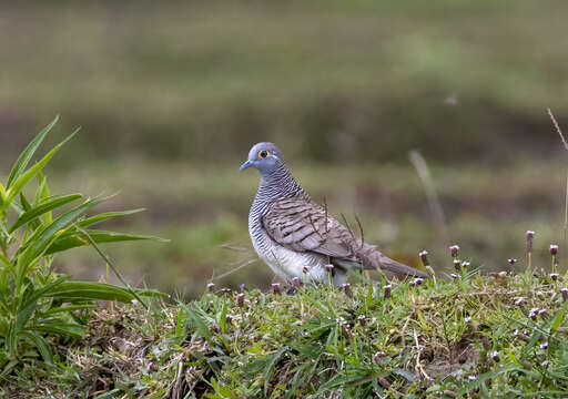 Image of Barred Dove