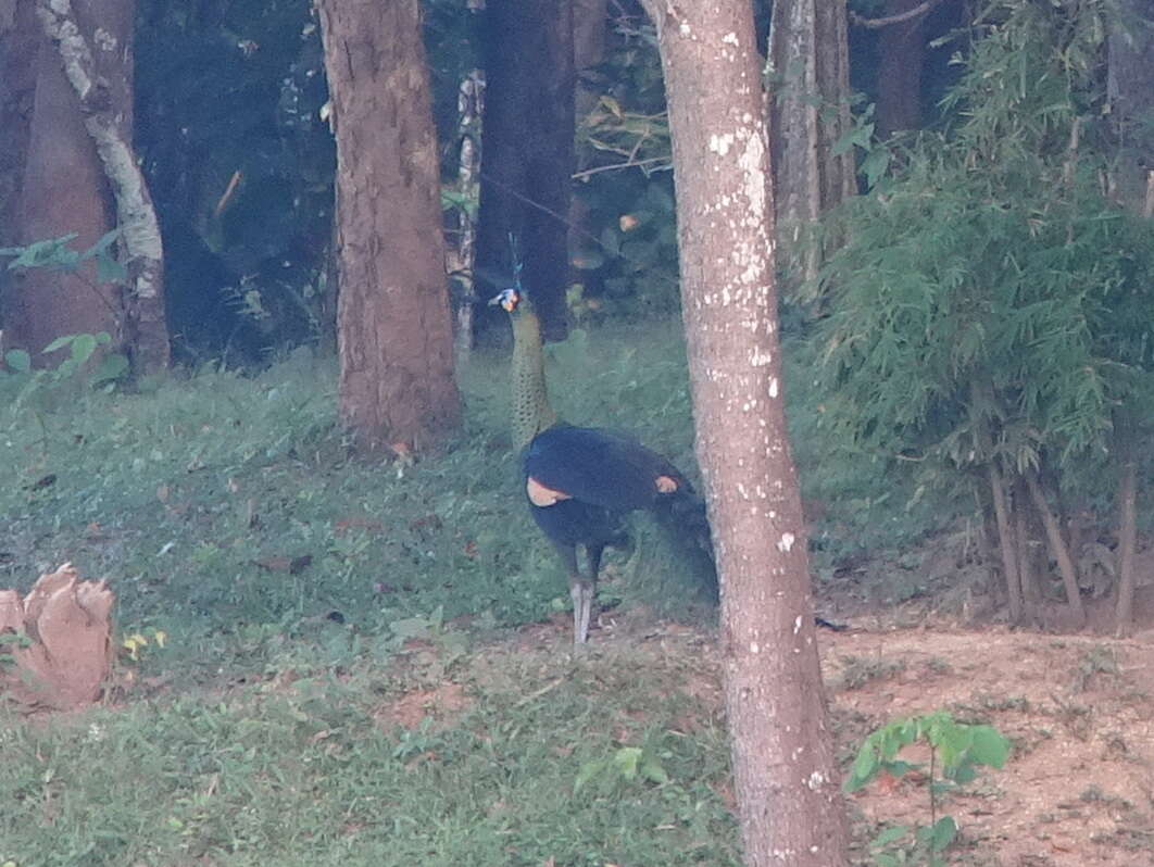 Image of Green Peafowl