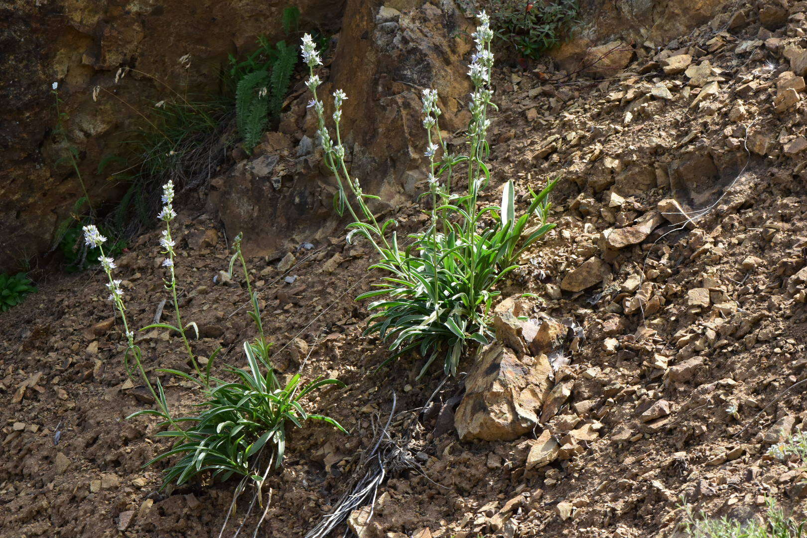 Image of whitestem frasera