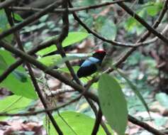 Image of Lance-tailed Manakin