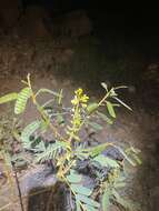 Image of <i>Senna notabilis</i>