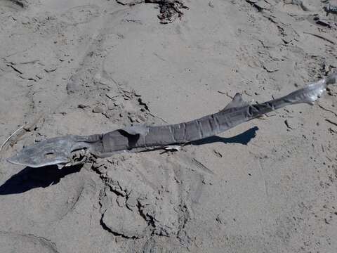 Image of Gray Smooth-hound