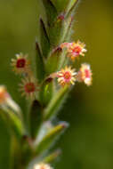 Image of Struthiola tomentosa Andr.